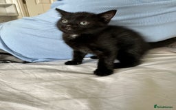 Domestic Shorthair cats for sale: SALE! Three beautiful black kittens  - Image 5