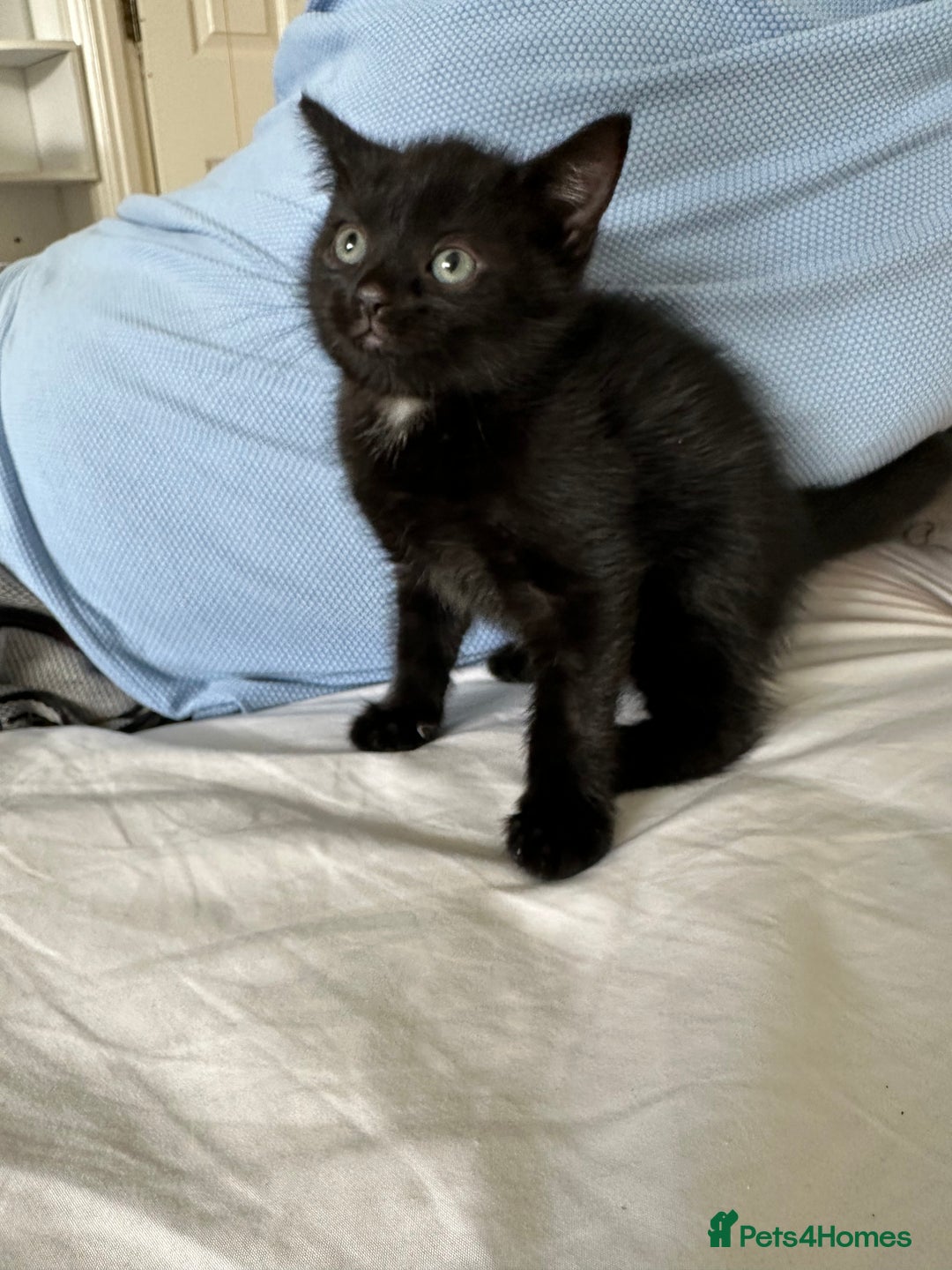 Domestic Shorthair cats for sale: SALE! Three beautiful black kittens  - Image 5