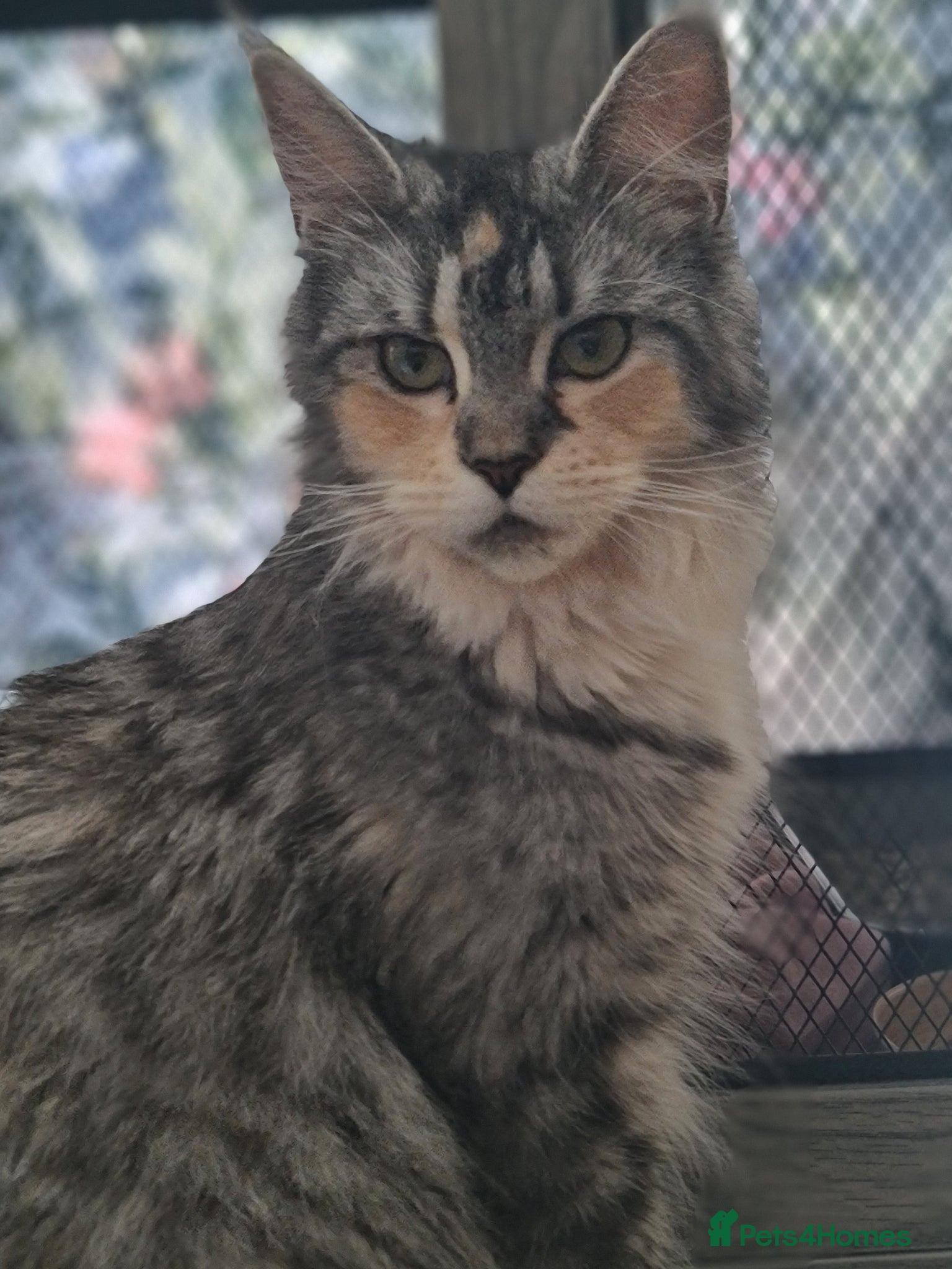 Maine Coon cats Beautiful TICA registered Maine Coon kittens - Advert 1