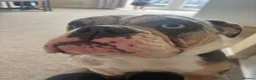 Olde English Bulldogge dogs for sale: Mabel  - Advert 3