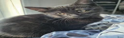 Mixed Breed cats for sale: Cats for sale - Advert 21