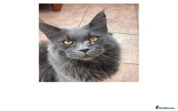 Maine Coon cats for sale: Female Pure mainecoon - Image 16