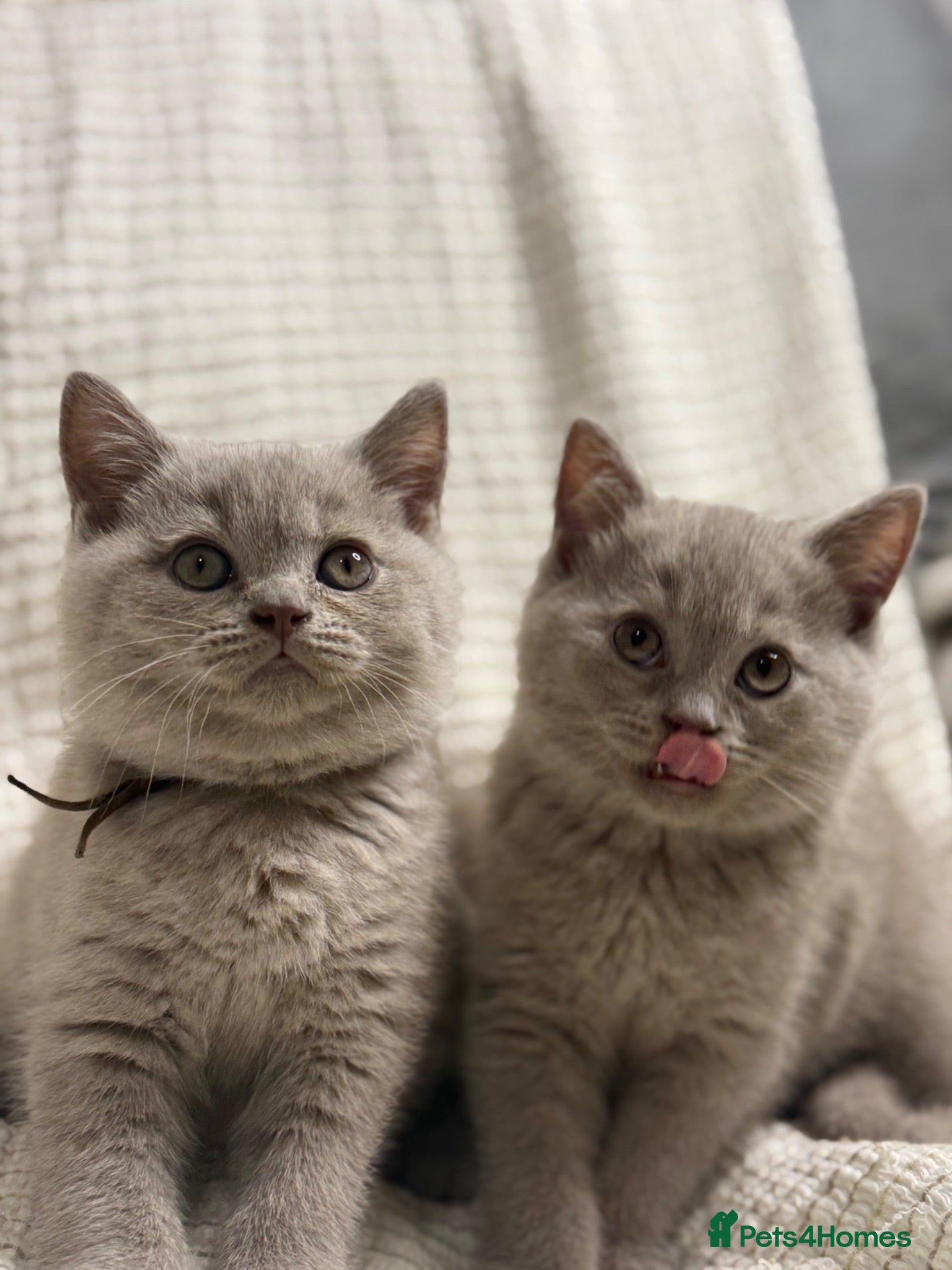 British Shorthair cats VERY CUDDLY/LAP 100% Pure Pedigree LILAC CHAMPION - Advert 2