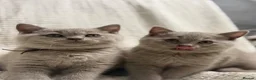 British Shorthair cats for sale: no deposit! VERY CUDDLY/LAP 100% Pure CHAMPIONS - Advert 2