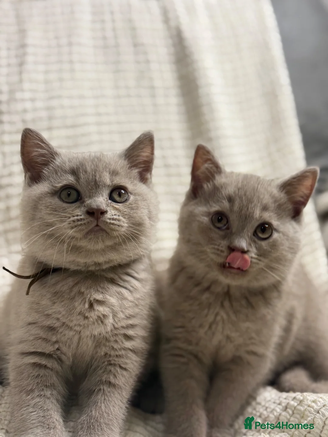 British Shorthair cats for sale: no deposit! VERY CUDDLY/LAP 100% Pure CHAMPIONS - Advert 2