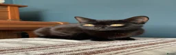 Domestic Shorthair cats for adoption: Star, 8 month old girl  - Advert 10