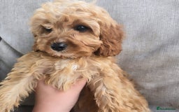 Cavapoo dogs for sale: Cavapoobabiesuk litter has arrived - Image 9