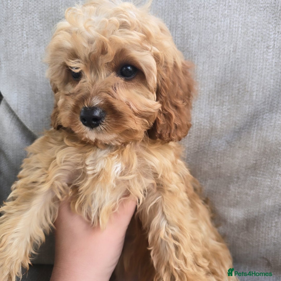 Cavapoo dogs for sale: Cavapoobabiesuk litter has arrived - Image 9