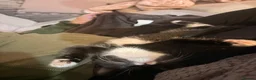 Mixed Breed cats for sale: 3 beautiful black and white tabby kittens for sale - Advert 4
