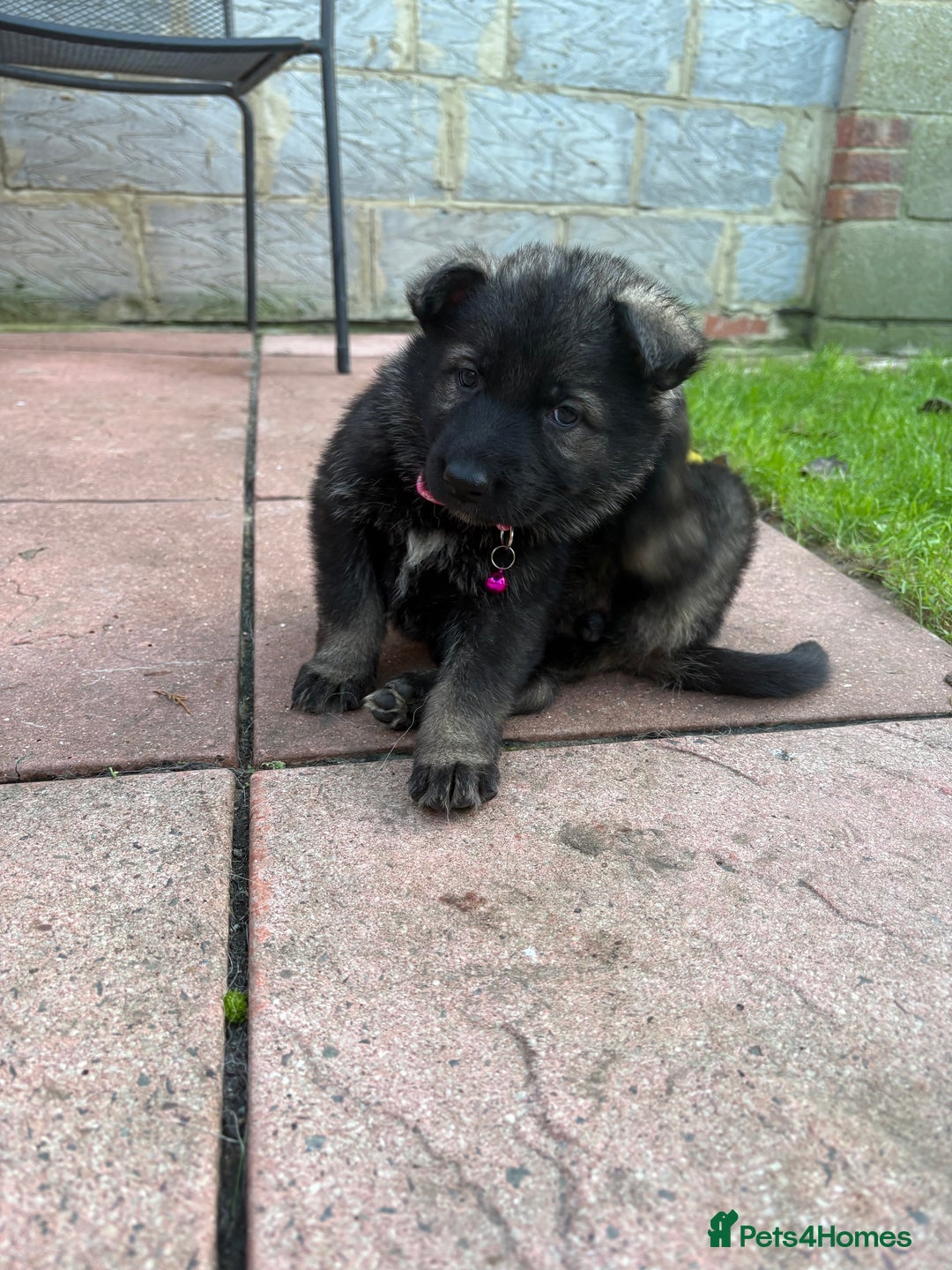 German Shepherd dogs for sale: 10 amazing german shepherd puppies - Advert 27