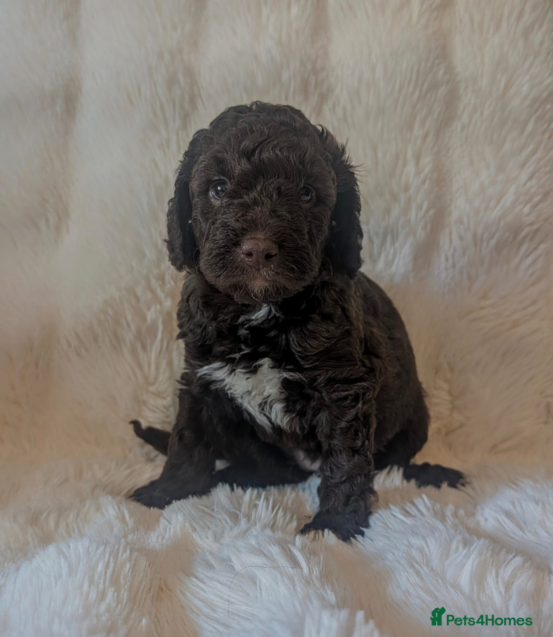 Cavapoo dogs RARE CHOCOLATE CÀVAPOOs - Advert 1