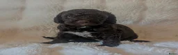 Cavapoo dogs for sale: RARE CHOCOLATE CÀVAPOOs - Advert 1