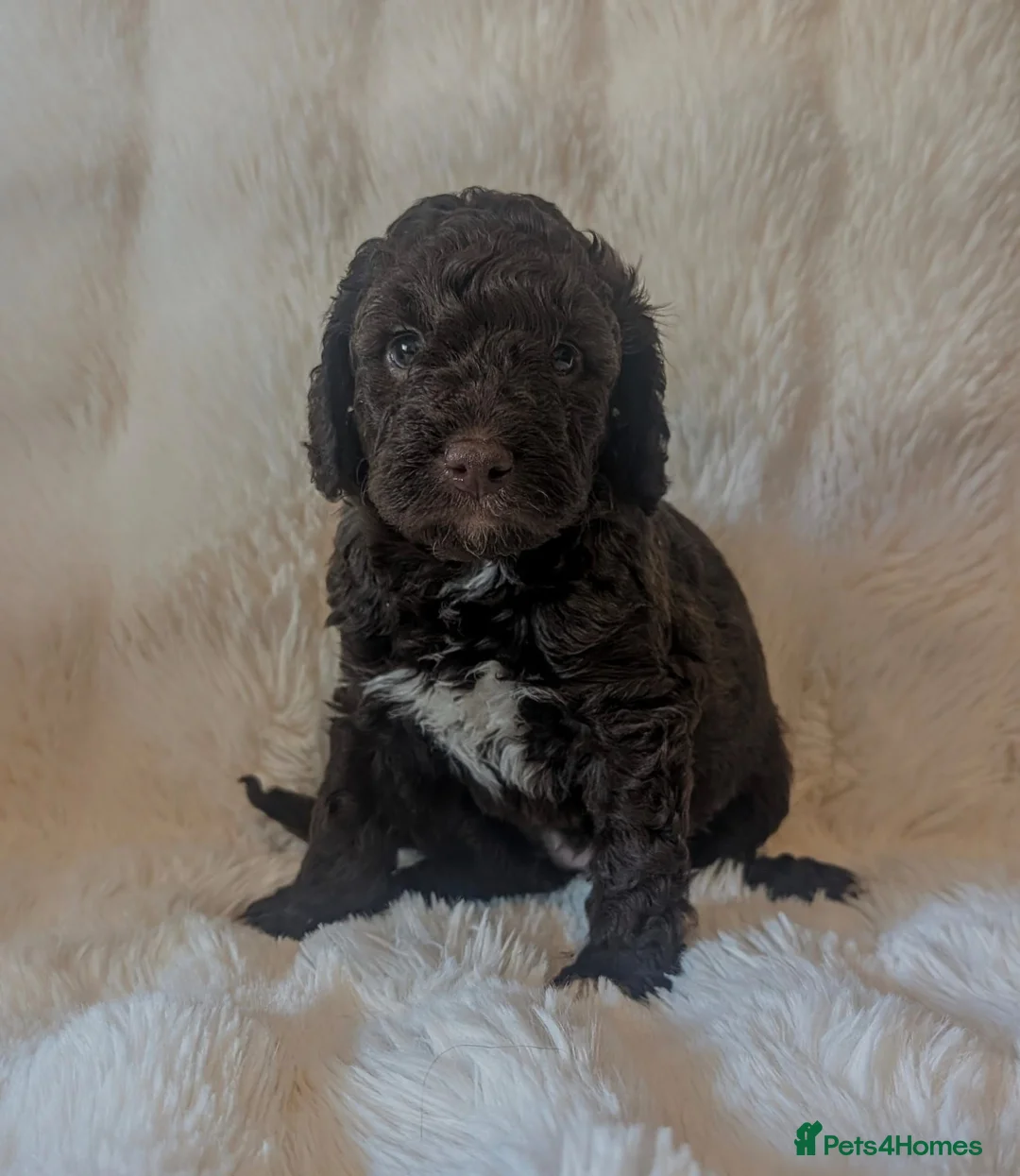 Cavapoo dogs for sale: RARE CHOCOLATE CÀVAPOOs - Advert 1