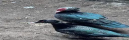 Geese poultry for sale: Geese pair and various ducks pairs and singles in Bracknell - Advert 3