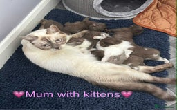 British Shorthair cats for sale: BSH Kittens - Image 9