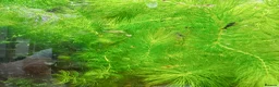 Platies fish for sale: Beautiful small Platy, Guppy shrimps&Pleco-HobbyTK - Advert 33