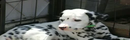 Dalmatian dogs for sale: Litter of pure Dalmatian puppies - Advert 4
