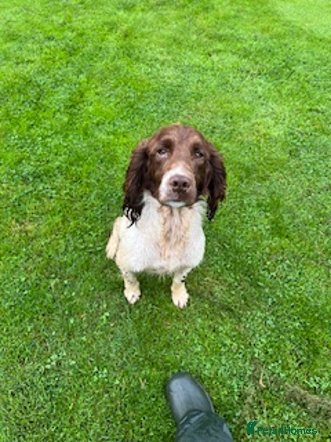 English Springer Spaniel dogs for sale: Gorgeous L/W Springer Spaniel Dog - Image 4