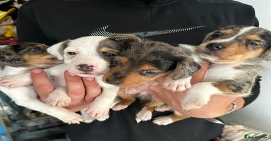 Mixed Breed dogs - Advert 11