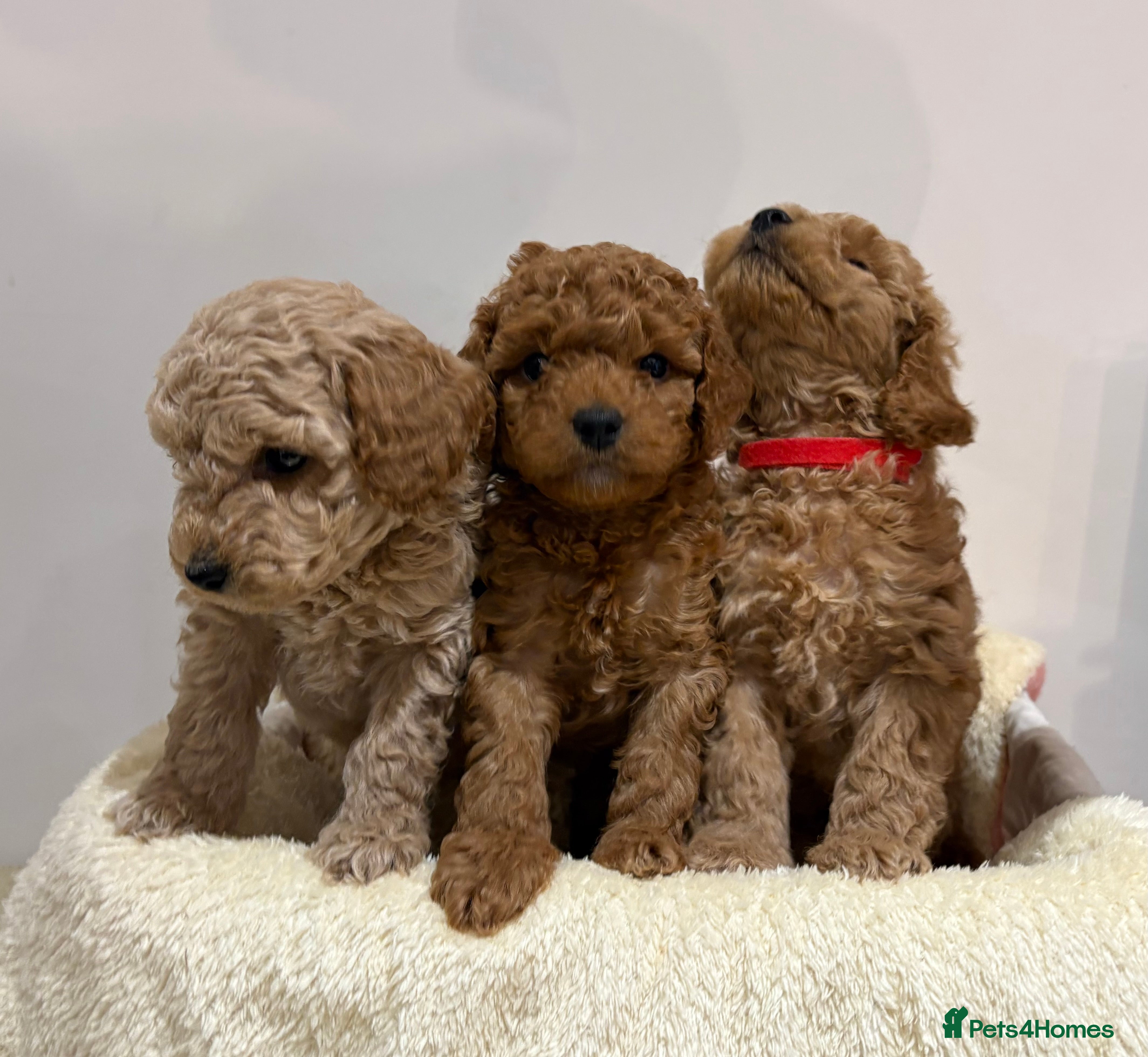 Cockapoo dogs Cockapoo puppies  - Advert 14