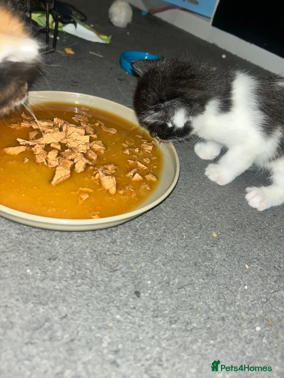 Mixed Breed cats for sale: Gorgeous little boy - Advert 2