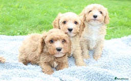Cavapoochon dogs for sale: Stunning litter of Cavapoochons Ready Thursday  - Image 8