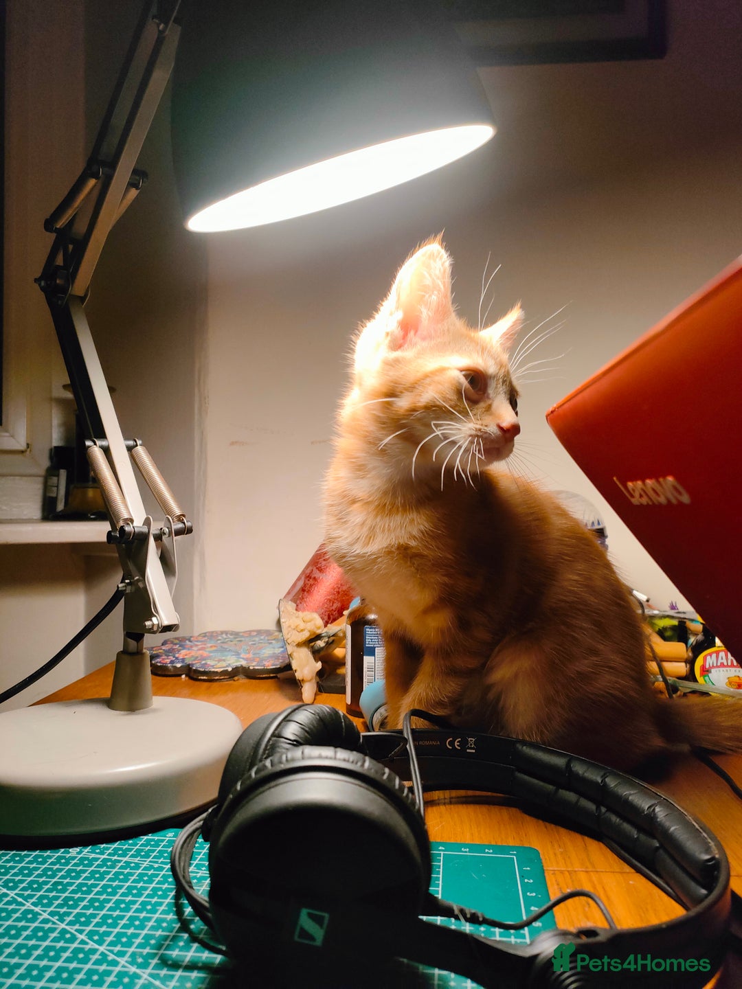 Domestic Shorthair cats for sale: Last of the litter ginger kitten ready to go - Image 7