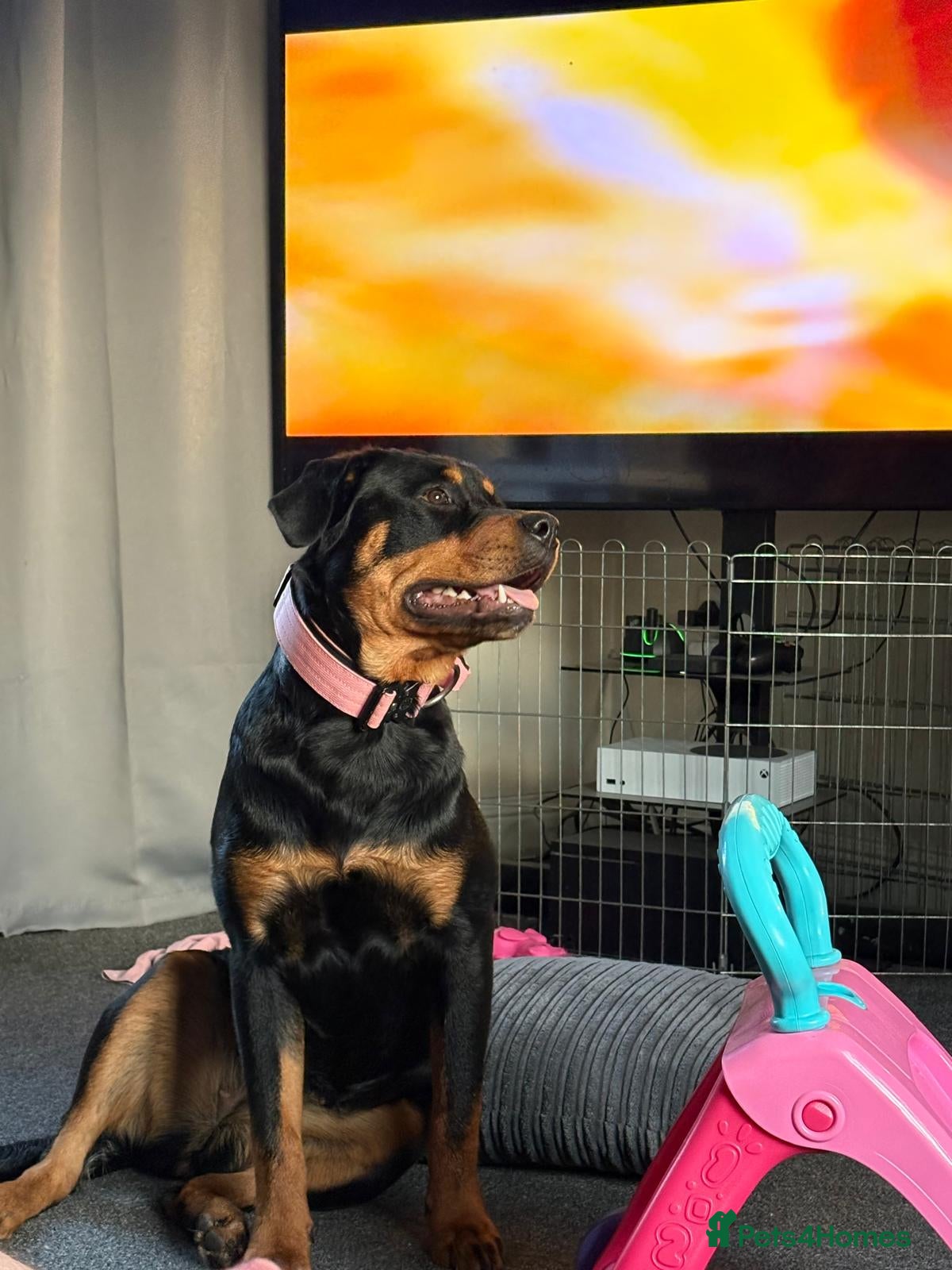 Mixed Breed dogs Rottweiler/Germanshepard pups  - Advert 4