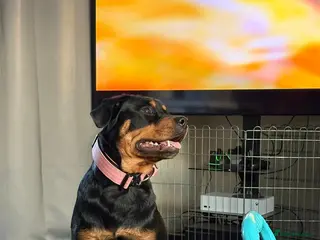 Mixed Breed dogs Rottweiler/Germanshepard pups - Advert 1