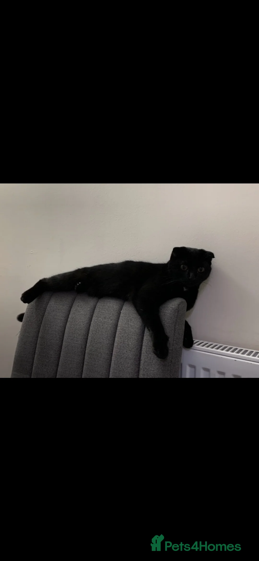 Mixed Breed cats for sale: Mixed Scottish Fold Cat - Advert 17