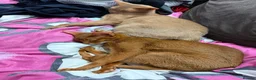 Abyssinian cats for sale: EXCLUSIVE SOMALI GIRL – A TRUE LITTLE QUEEN  - Advert 2