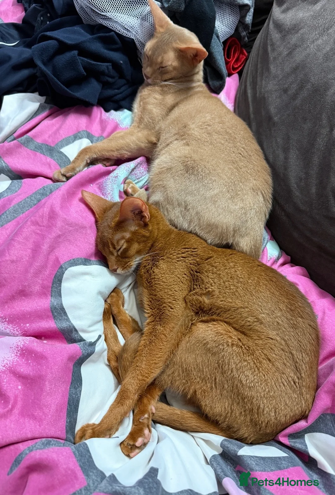 Abyssinian cats for sale: EXCLUSIVE SOMALI GIRL – A TRUE LITTLE QUEEN  - Advert 2