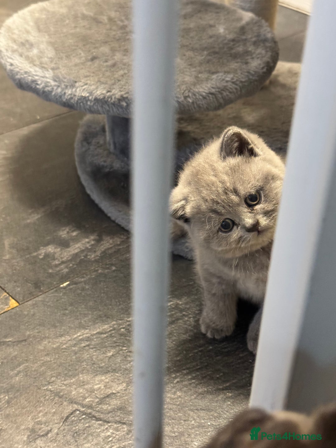 British Shorthair cats for sale: British blue shorthair  - Image 5
