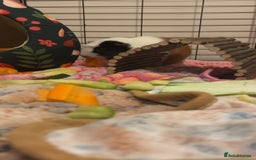 Guinea Pig rodents for sale: 2 female guinea pigs - Image 2