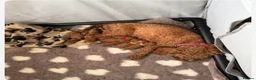 Cavapoo dogs for sale: F1bb toy cavapoo - Advert 7