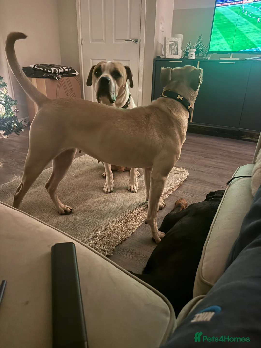 Presa Canario dogs for sale: Female Presa Canario  **   - Advert 5