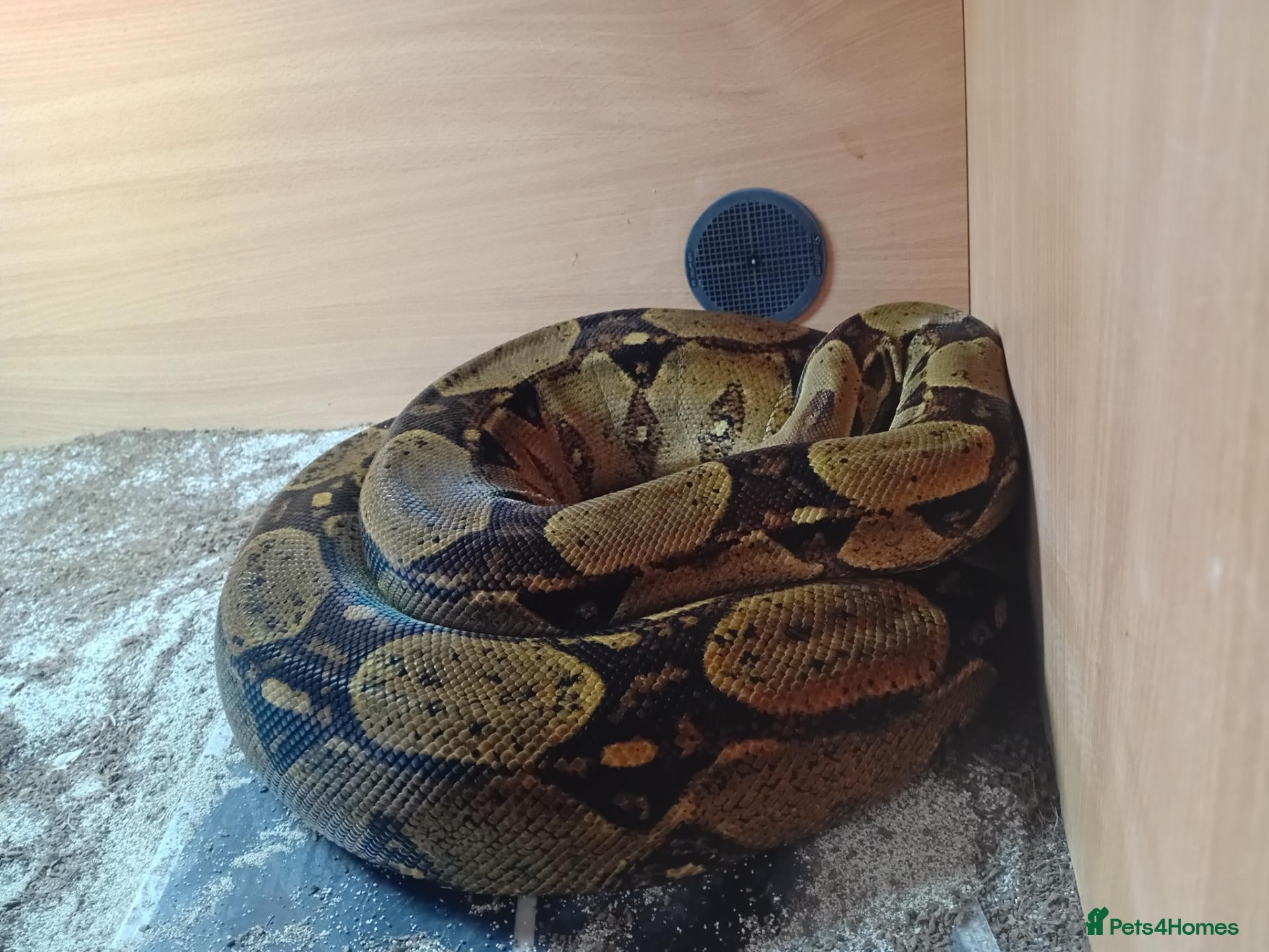 Boa Snake reptiles Female Red tail Boa Constrictor with 5ft tank. - Advert 2