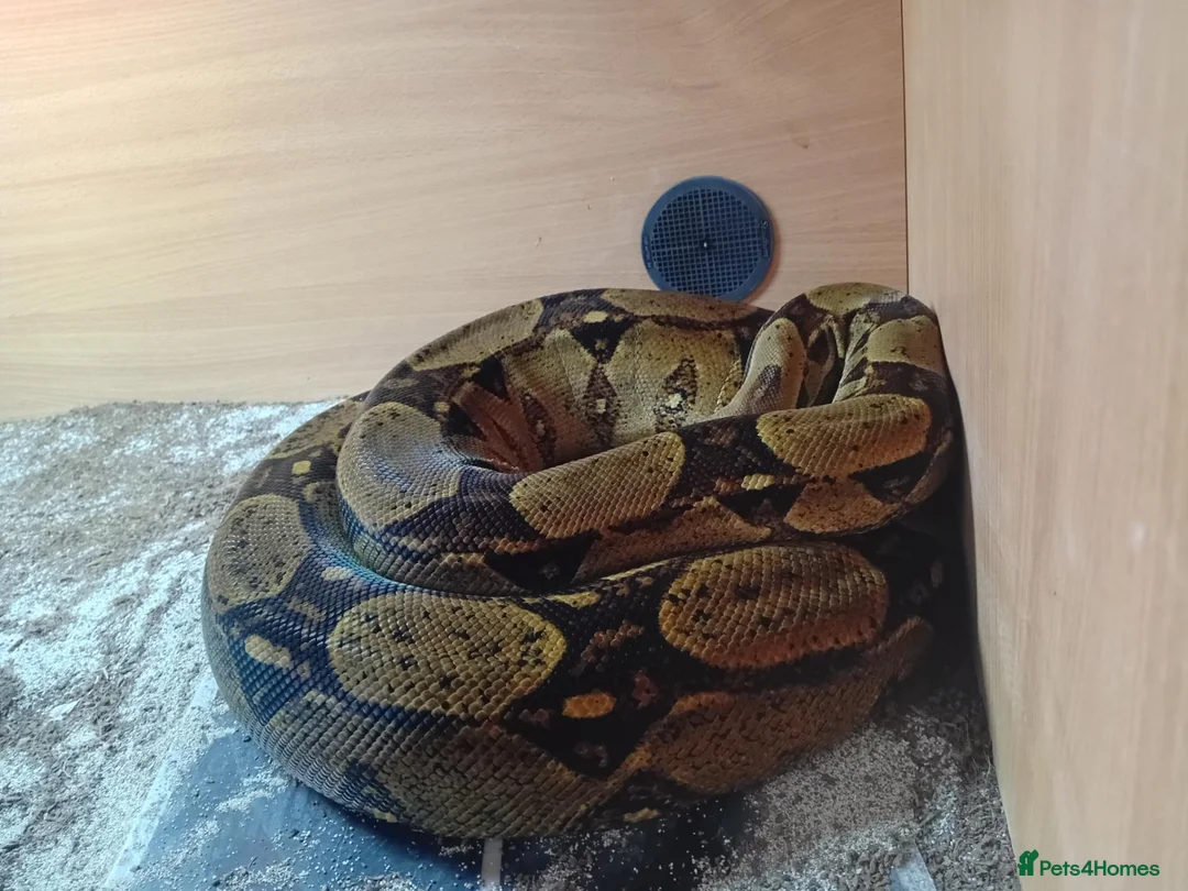 Boa Snake reptiles for sale: Female Red tail Boa Constrictor with 5ft tank. in Preston - Advert 1