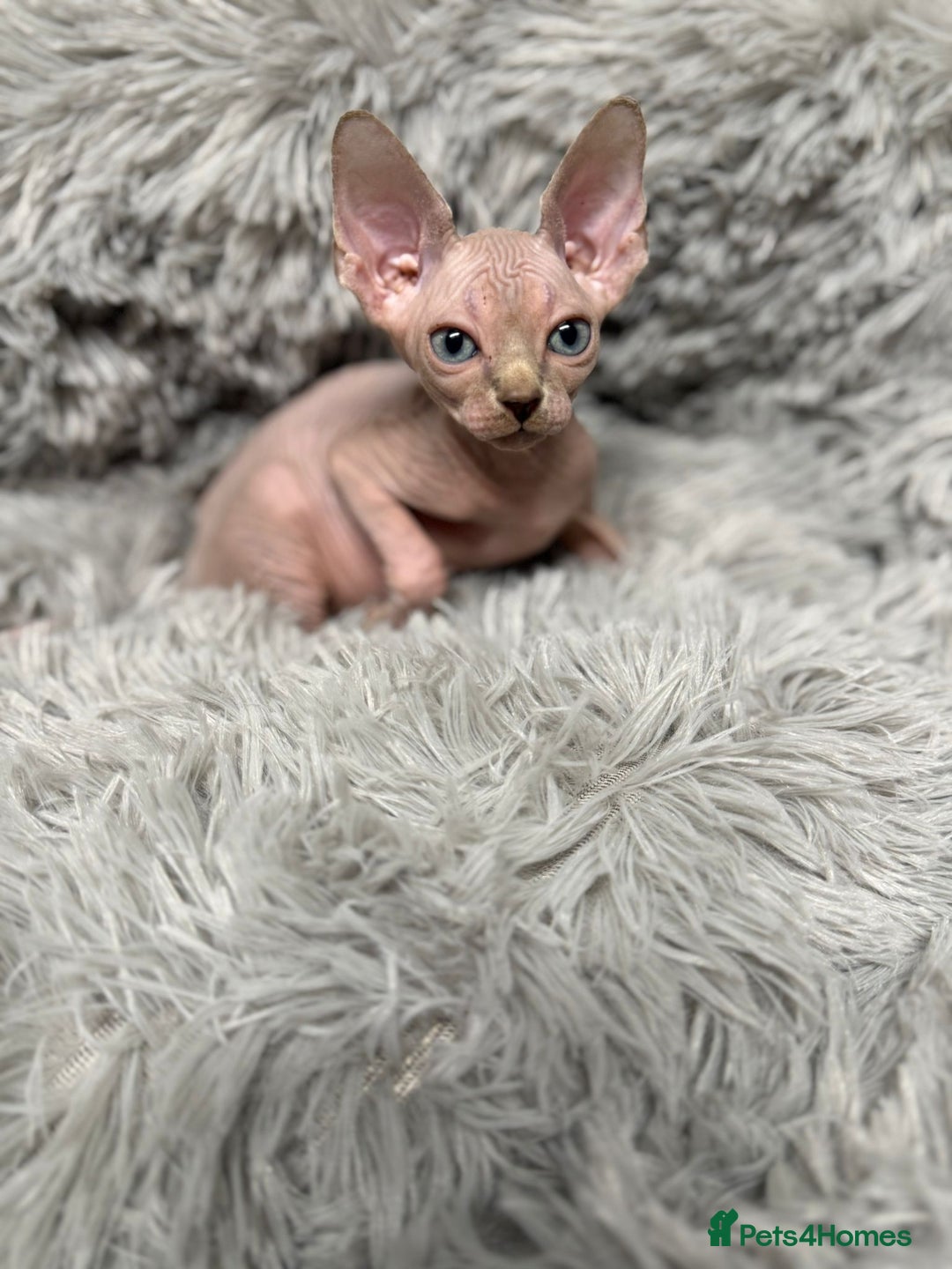 Sphynx cats for sale: TICA Reg Sphynx Kittens, Extensive Genetic Testing - Advert 7