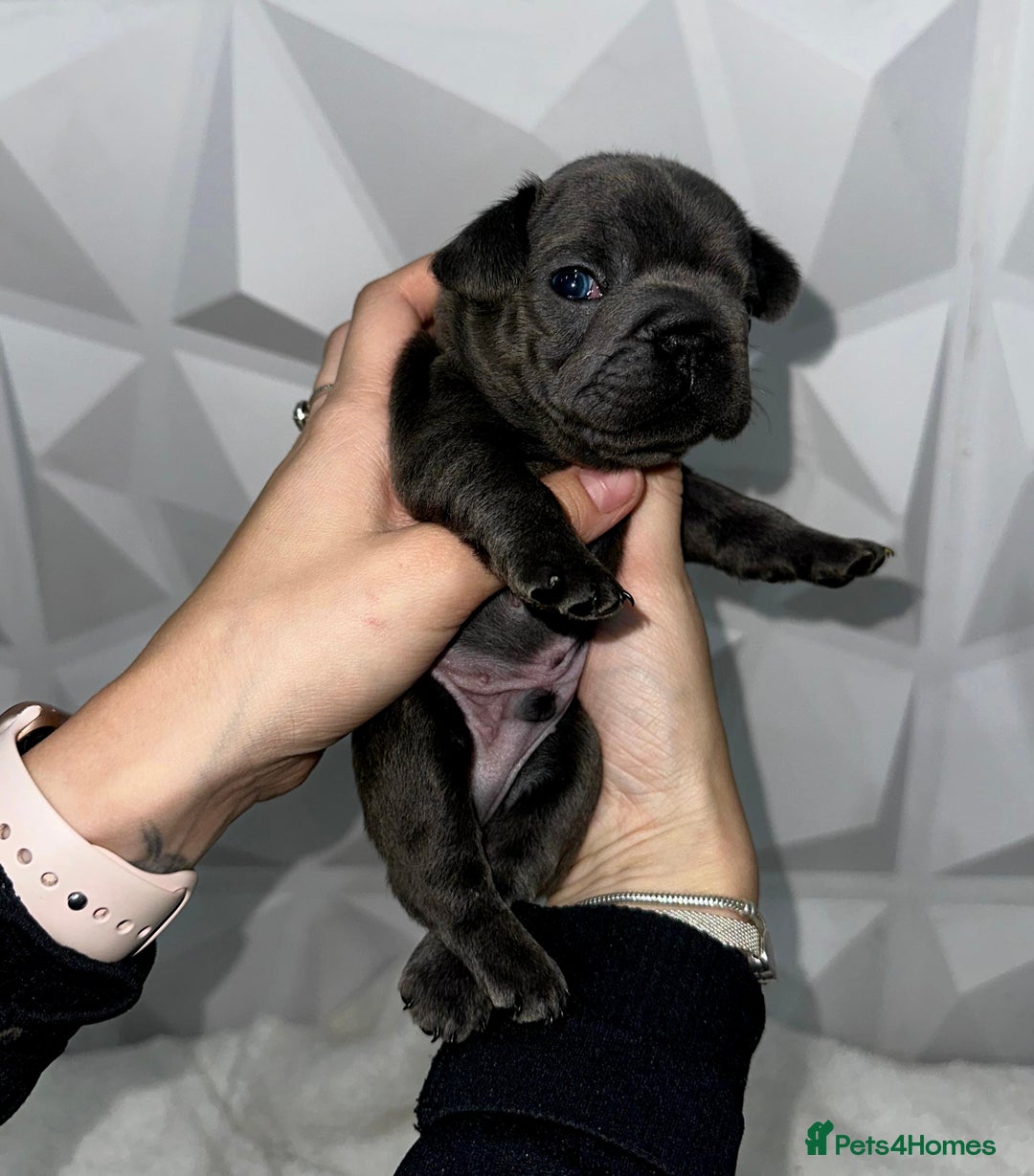 French Bulldog dogs for sale: Fluffy French Bulldog Puppies for sale - Advert 12
