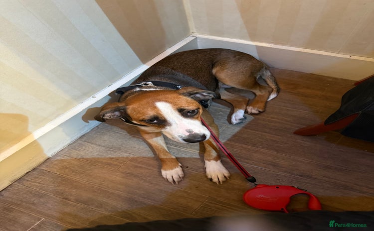 Mixed Breed dogs Shadow - Advert 1