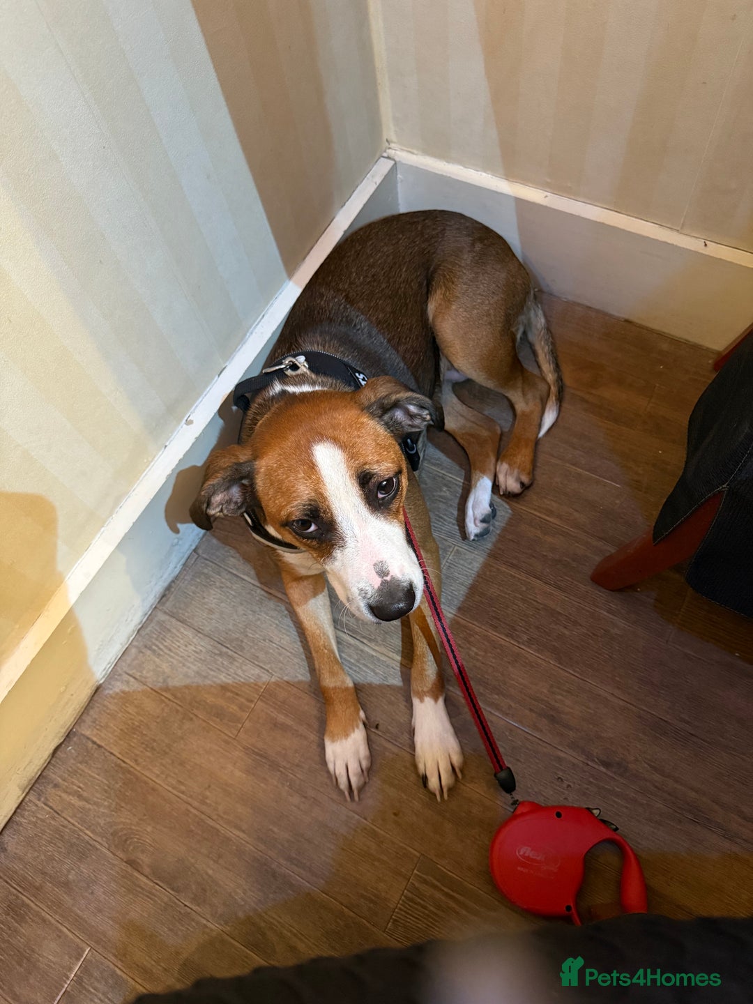 Mixed Breed dogs for sale: Shadow - Advert 1