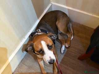 Mixed Breed dogs Shadow - Advert 1