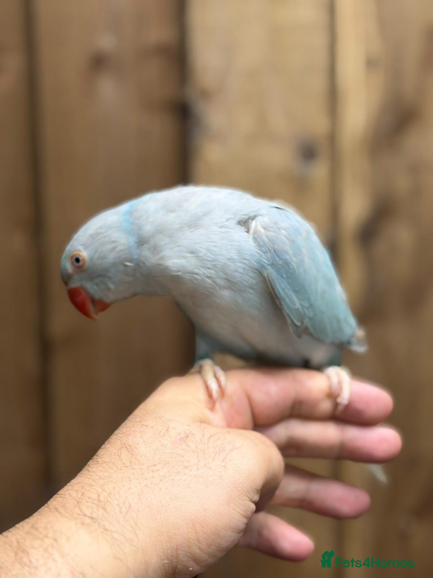 Ringnecks birds Baby Ringneck - Advert 10