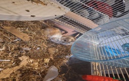 Gerbil rodents for sale: 2 baby boy gerbils - Advert 1
