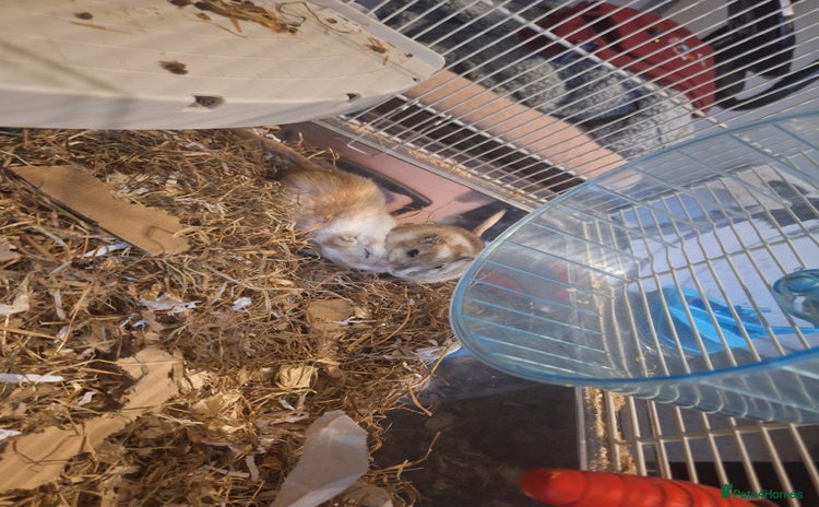 Gerbil rodents - Advert 5