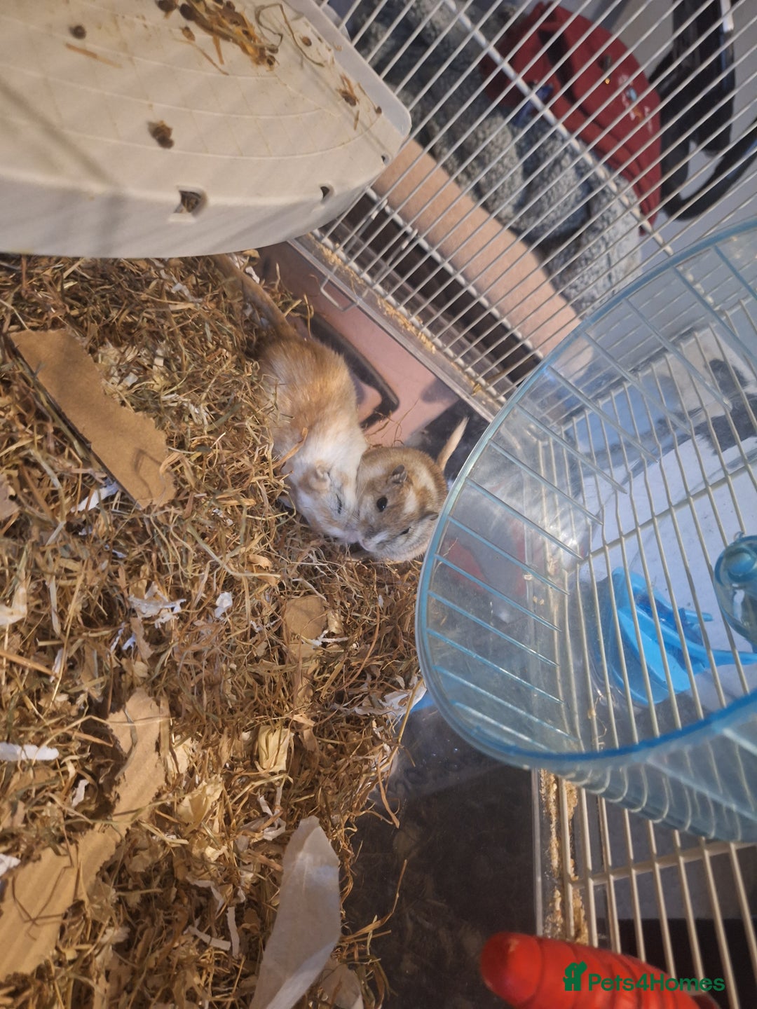 Gerbil rodents for sale: 2 baby boy gerbils - Advert 1