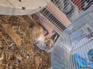 Gerbil rodents - Advert 7