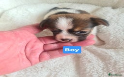 Jack Russell dogs for sale: Jack Russell Puppies | Rough coated | 2 Pups left - Image 10