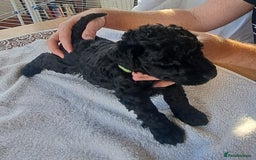 Kerry Blue Terrier dogs for sale: SUPERB LITTER OF KERRY BLUE TERRIERS - Advert 5